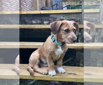 Small #3 Mutt