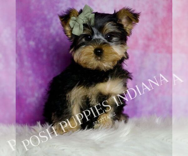 Medium Photo #1 Yorkshire Terrier Puppy For Sale in WARSAW, IN, USA