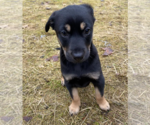 Small Photo #11 Mutt Puppy For Sale in Redmond, WA, USA