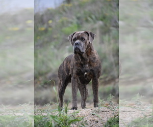 Father of the Cane Corso puppies born on 04/16/2025