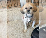 Small #5 Lhasa Apso