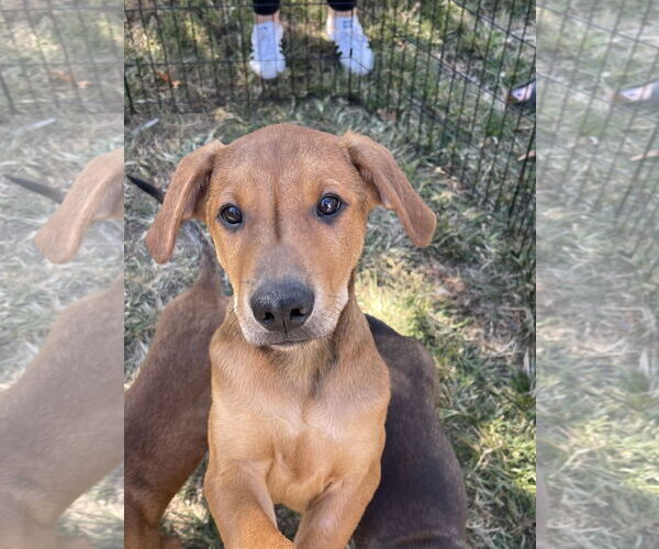 Medium Photo #3 Labrottie Puppy For Sale in Kannapolis, NC, USA