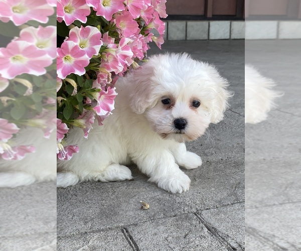 Medium Photo #3 Coton de Tulear Puppy For Sale in CANOGA, NY, USA
