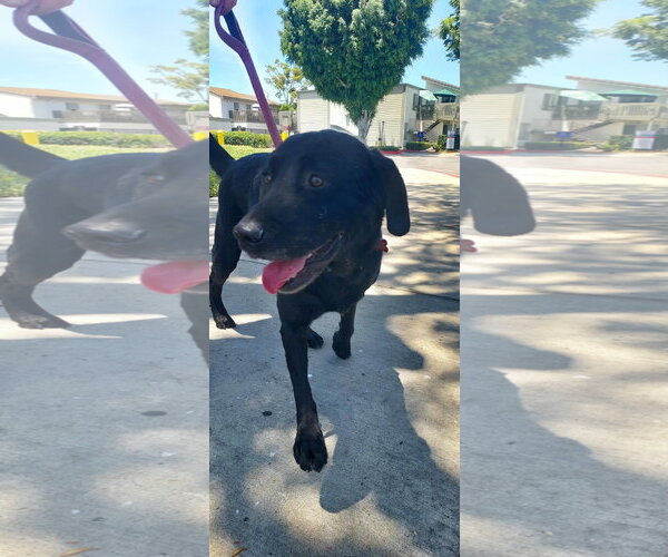 Medium Photo #7 Labrador Retriever-Unknown Mix Puppy For Sale in San Diego, CA, USA