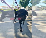Small #6 Labrador Retriever Mix