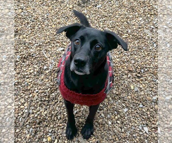 Medium Photo #2 Mutt Puppy For Sale in Anniston, AL, USA