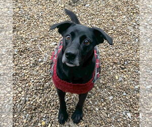 Zanny - Female Mutt Dog for Adoption - Photo #2