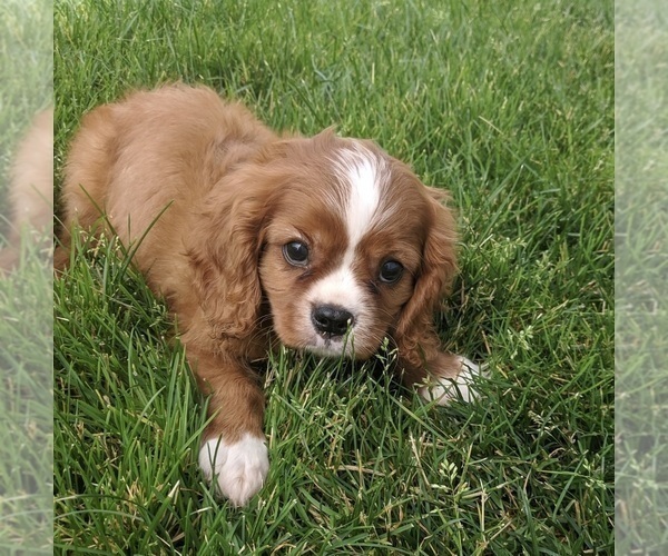 Medium Photo #4 Cavapoo Puppy For Sale in FREDERICKSBURG, OH, USA