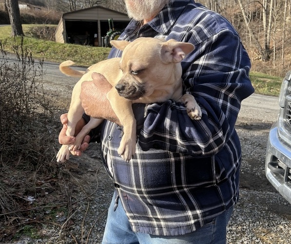 Medium Photo #44 French Bullhuahua Puppy For Sale in SPRAGGS, PA, USA