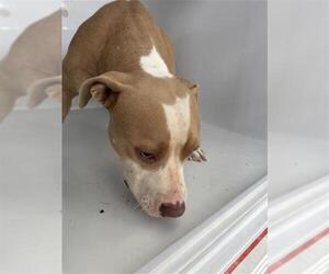 Mutt Dogs for adoption in Houston, TX, USA