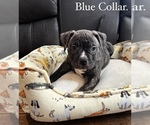 Small Photo #2 American Bully Puppy For Sale in DETROIT, MI, USA