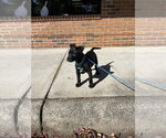 Small Photo #3 Mutt Puppy For Sale in Candler, NC, USA