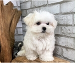 Small Photo #6 Maltese Puppy For Sale in SAN FRANCISCO, CA, USA