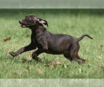 Small Photo #7 Chocolate Labrador retriever-Pointer Mix Puppy For Sale in Mechanicsburg, PA, USA