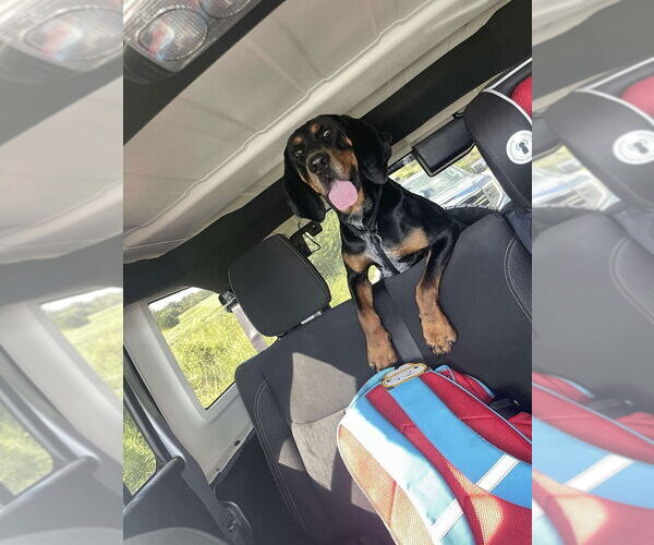 Medium Photo #2 Black and Tan Coonhound Puppy For Sale in Foristell, MO, USA
