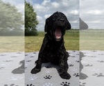Small Photo #13 Goldendoodle Puppy For Sale in HOWARD CITY, MI, USA