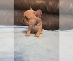 Small Photo #3 French Bulldog Puppy For Sale in BALDWIN PARK, CA, USA