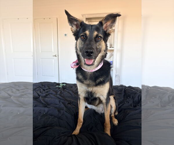 Medium Photo #4 Australian Shepherd Puppy For Sale in Dallas, TX, USA