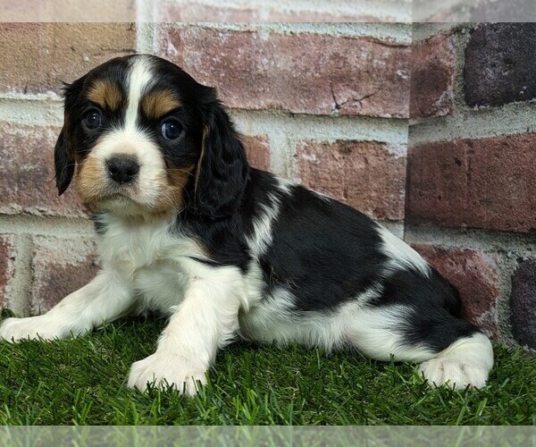 Medium Photo #7 Cavalier King Charles Spaniel Puppy For Sale in MOBERLY, MO, USA