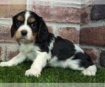 Small #6 Cavalier King Charles Spaniel