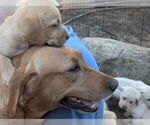 Small #3 Labrador Retriever