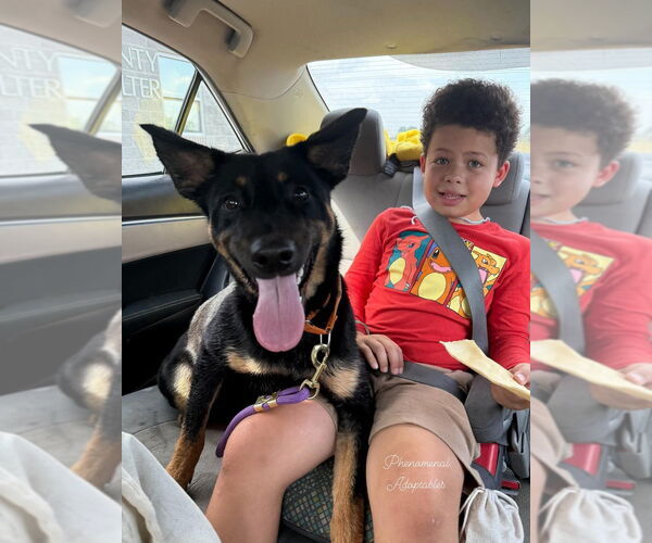 Medium Photo #9 German Shepherd Dog-Unknown Mix Puppy For Sale in Evansville, IN, USA