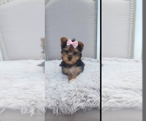 Yorkshire Terrier Puppy for sale in INDIANAPOLIS, IN, USA