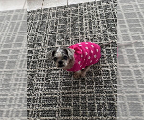 Medium Photo #2 Shih Tzu Puppy For Sale in oakland, FL, USA
