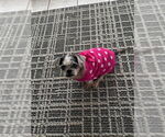 Small #1 Shih Tzu