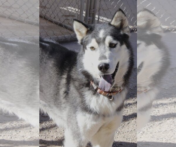 Medium Photo #3 Siberian Husky Puppy For Sale in Cedar Crest, NM, USA