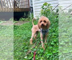 Small #3 Poodle (Miniature) Mix