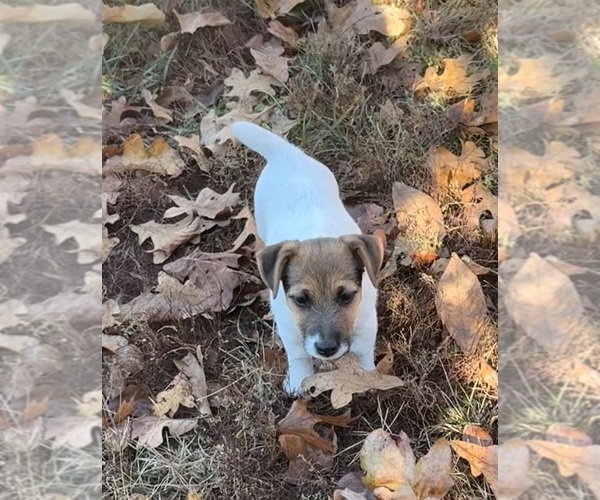Medium Photo #1 Jack Russell Terrier Puppy For Sale in FREEMAN, MO, USA