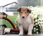 Small Photo #2 Collie Puppy For Sale in FREDERICKSBG, OH, USA