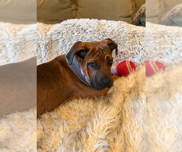 Medium Photo #4 Mutt Puppy For Sale in Goodyear, AZ, USA