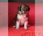 Small #4 Mini Australian Shepterrier
