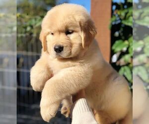 Alaskan Malamute-Golden Retriever Mix Puppy for sale in SHERIDAN, WY, USA