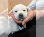 Small Photo #29 Labrador Retriever Puppy For Sale in LOGAN, UT, USA