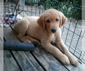 Golden Retriever Puppy for sale in NORDLAND, WA, USA