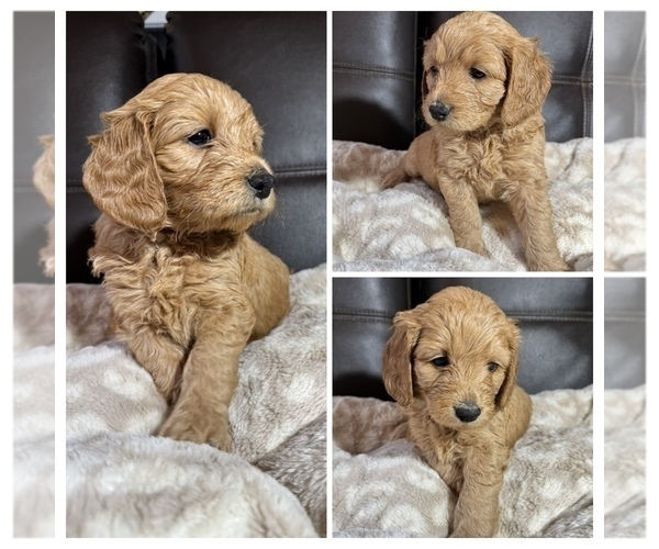 Medium Photo #1 Goldendoodle mix (+ Poodle Miniature) Puppy For Sale in SPARTANBURG, SC, USA