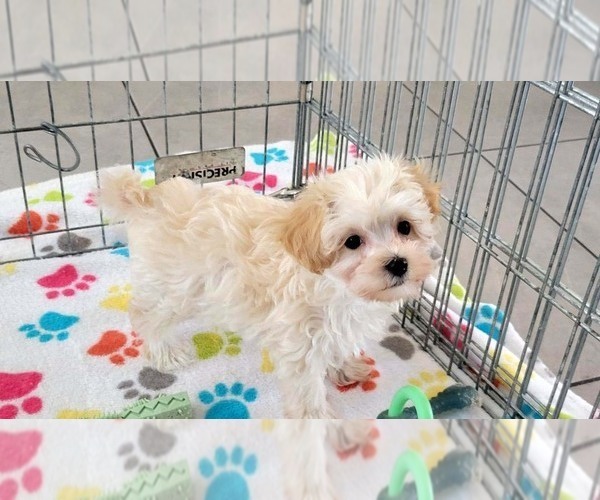 Medium Photo #3 Maltese-Poodle (Toy) Mix Puppy For Sale in ORO VALLEY, AZ, USA