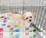Small #2 Maltese-Poodle (Toy) Mix
