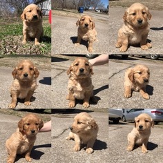 Golden Retriever Puppy for sale in HOMINY, OK, USA