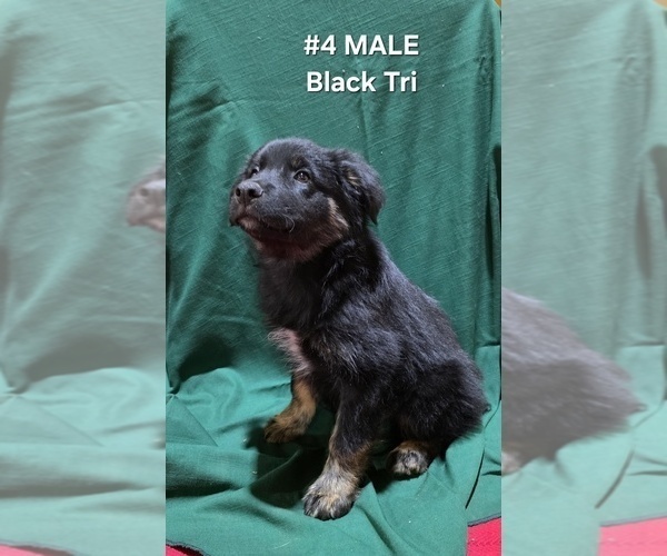 Medium Photo #13 Australian Shepherd Puppy For Sale in CLARKSVILLE, TX, USA