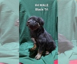 Puppy 4 Black Tri Mal Australian Shepherd