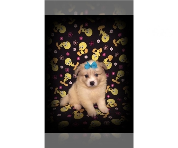 Medium Photo #4 American Eskimo Dog Puppy For Sale in CLARKSVILLE, TN, USA