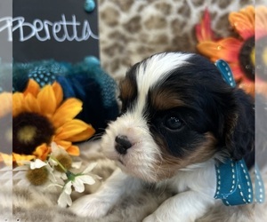 Cavalier King Charles Spaniel Puppy for sale in ABILENE, TX, USA