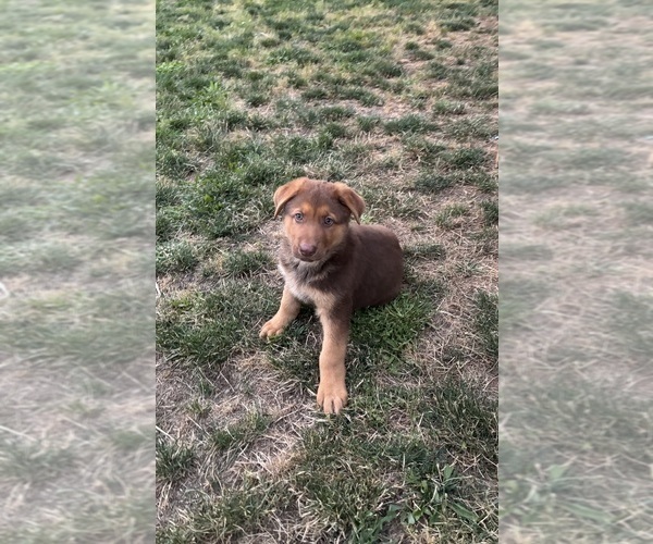 Medium Photo #3 German Shepherd Dog Puppy For Sale in BRUSH PRAIRIE, WA, USA