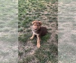Small #2 German Shepherd Dog