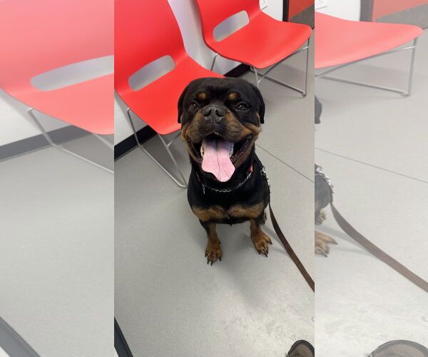 Medium Photo #1 Rottweiler Puppy For Sale in Landenberg, PA, USA