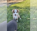 Small #2 Miniature Australian Shepherd